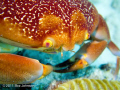   Crab. Olympus pen housing inon strobe light motion focus light. Crab  